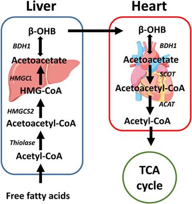 Frontiers | Beta-Hydroxybutyrate, Friend Or Foe For Stressed Hearts